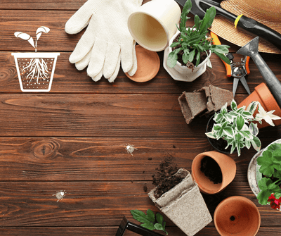 Indoor Gardening: Tips for Thriving plants - plant store®
