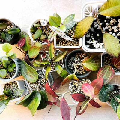 How to Care for Hoya Plants in India - Expert Tips - plant store®