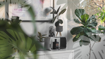 How to Choose the Right Indoor Plant for Your Space - plant store®