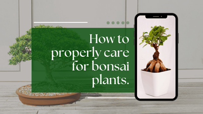 Essential Ways to Care for Bonsai Plants - plant store®