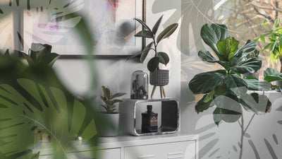 Plants in summer