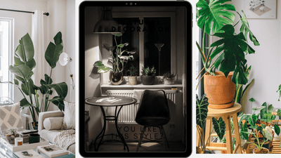 The Benefits of Indoor Plants for Your Home and Health - plant store®