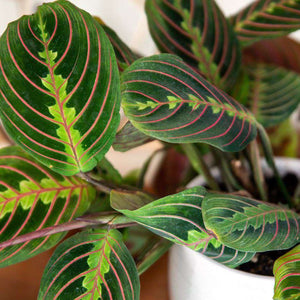 Indoor Plants