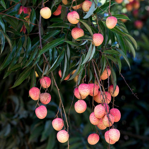 Fruit Plants
