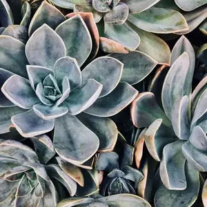 Cacti & Succulent