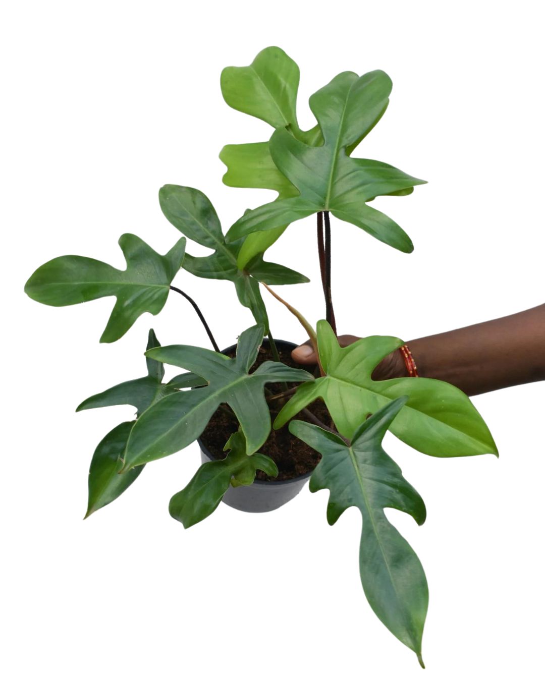 Philodendron Florida Ghost - plant store®