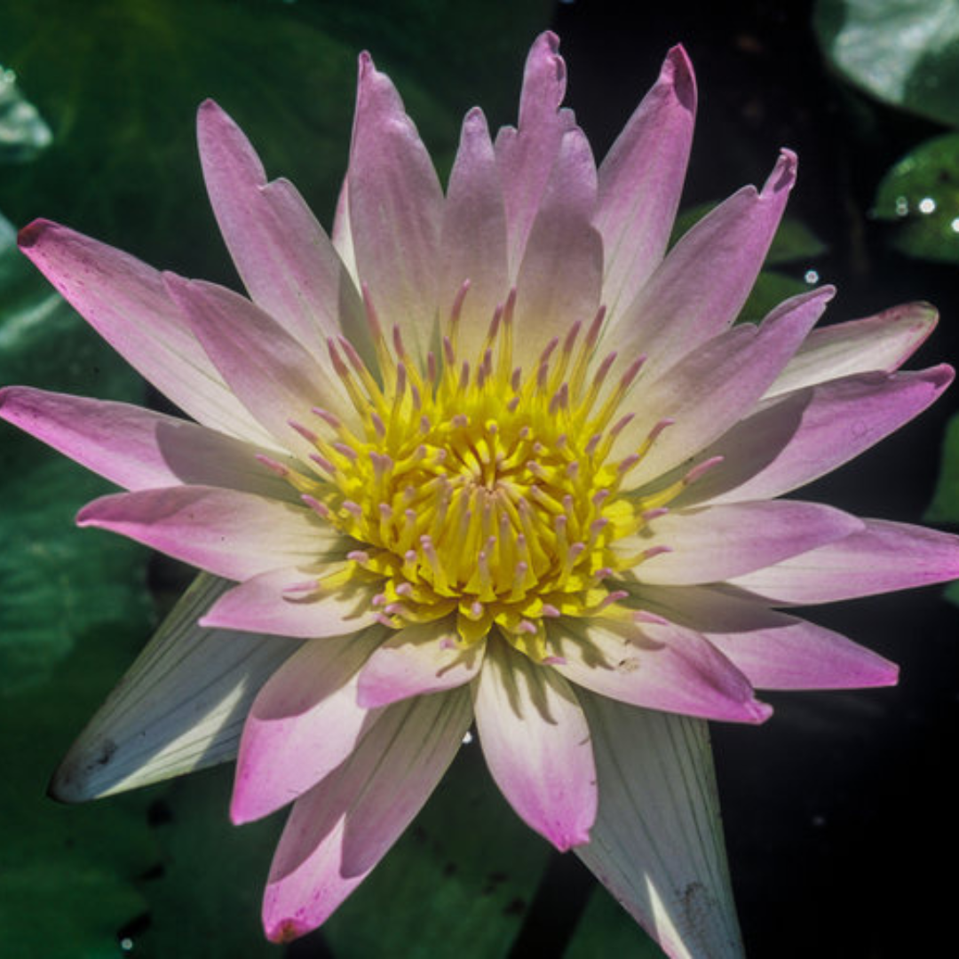 Hillary Tropical Waterlily