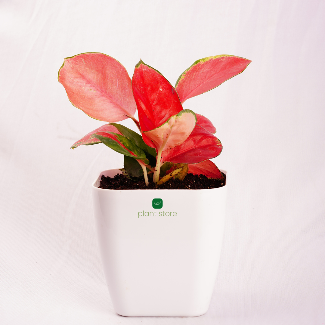 Aglaonema