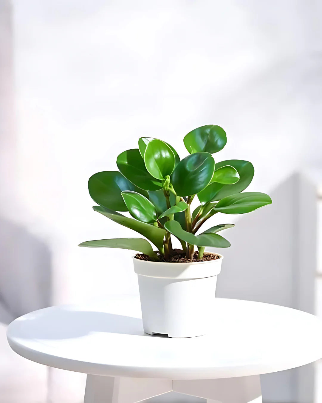The Elegant Greenery Collection - Ixora, Peperomia, Black Money Plant & Philodendron - plant store®