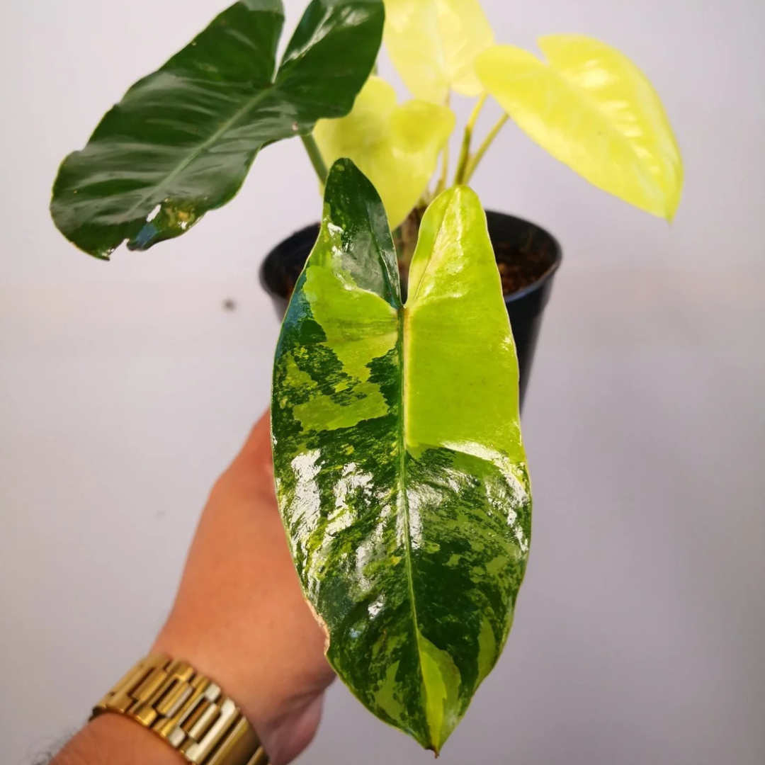 Philodendron Variegated Burle Marx