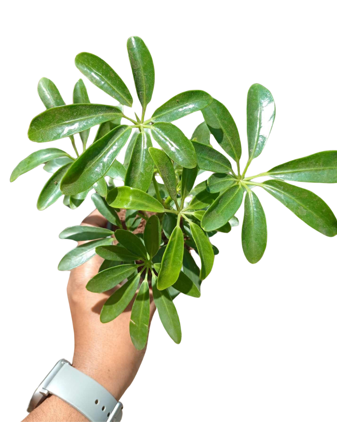 Schefflera Green Plant with Pot - plant store®