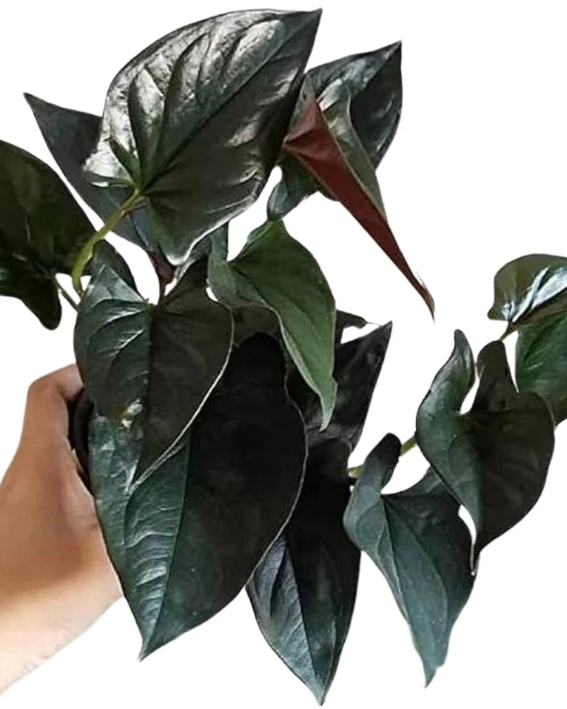 Lucky Fortune Plant Combo Of 5 Beautiful Plants - plant store®