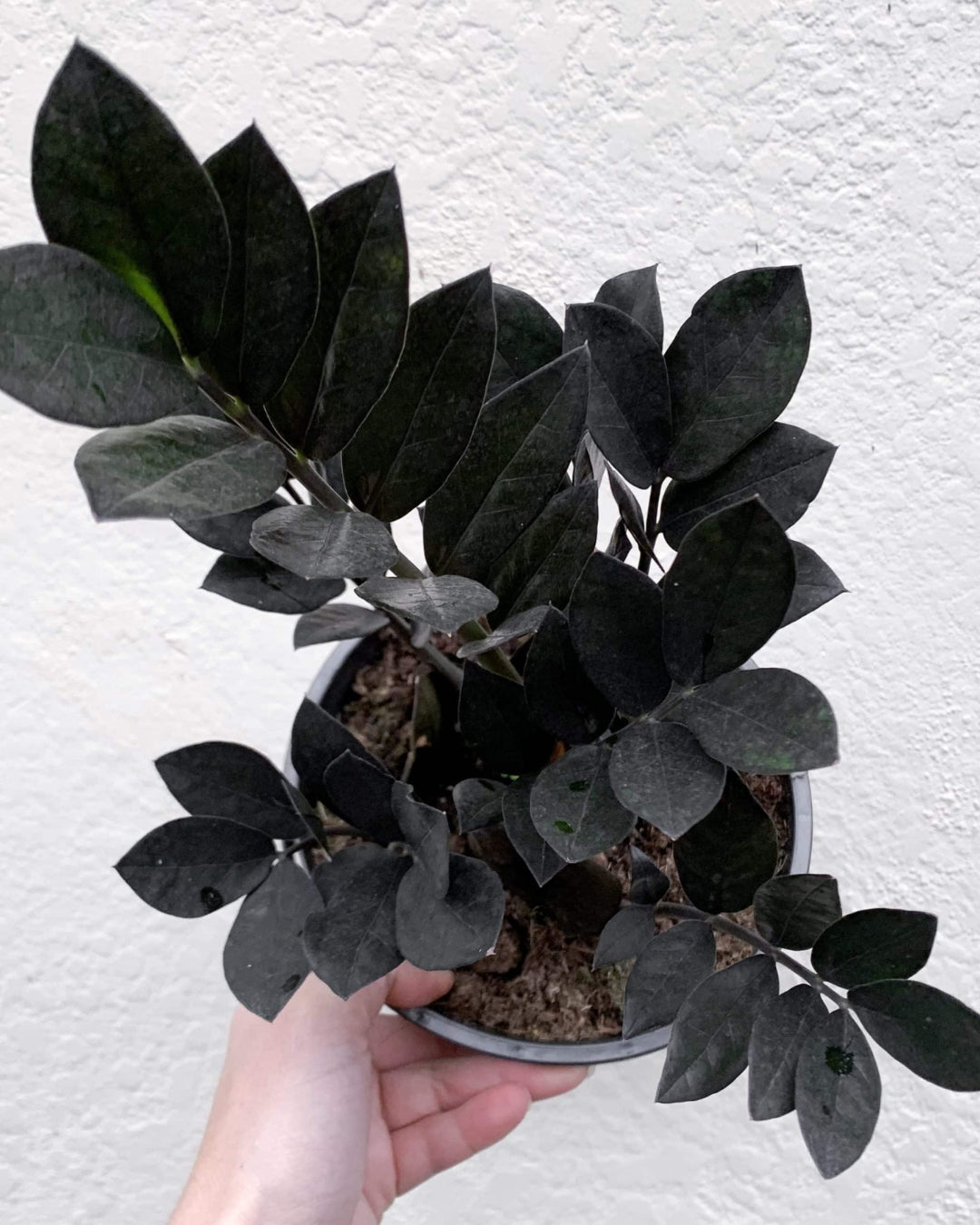 Zamioculcas Zamiifolia Raven "Black" ZZ Plant - plant store®