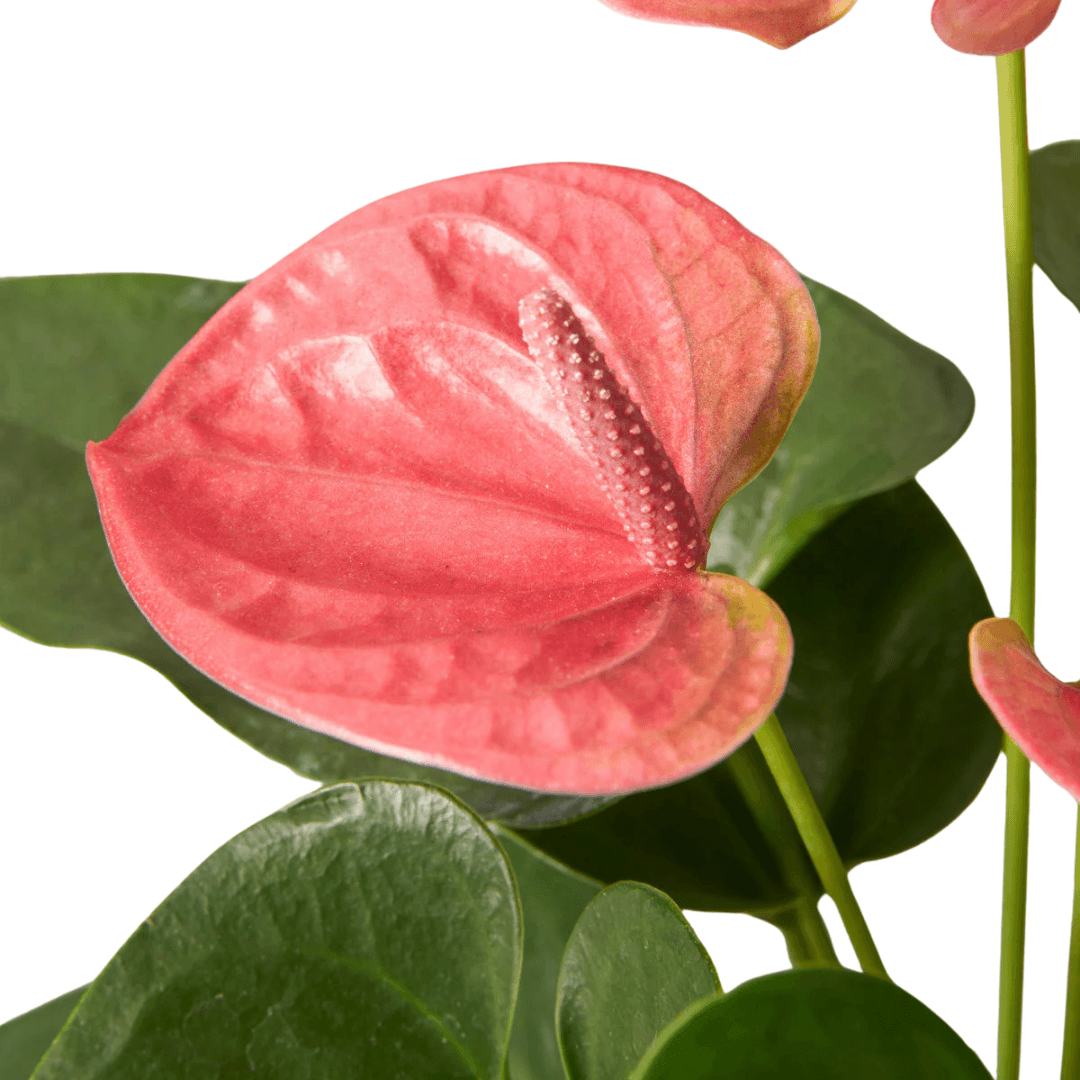 Anthurium Plants (with minimum 2 flowers) - plant store®