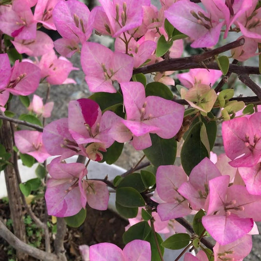 Lady Bird Bougainvillea