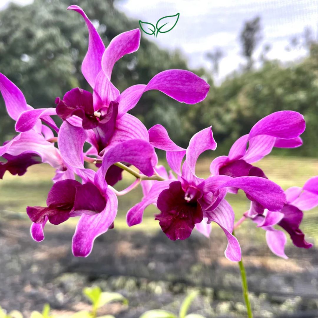 Dendrobium Red Big Lip (Blooming Size) - plant store®