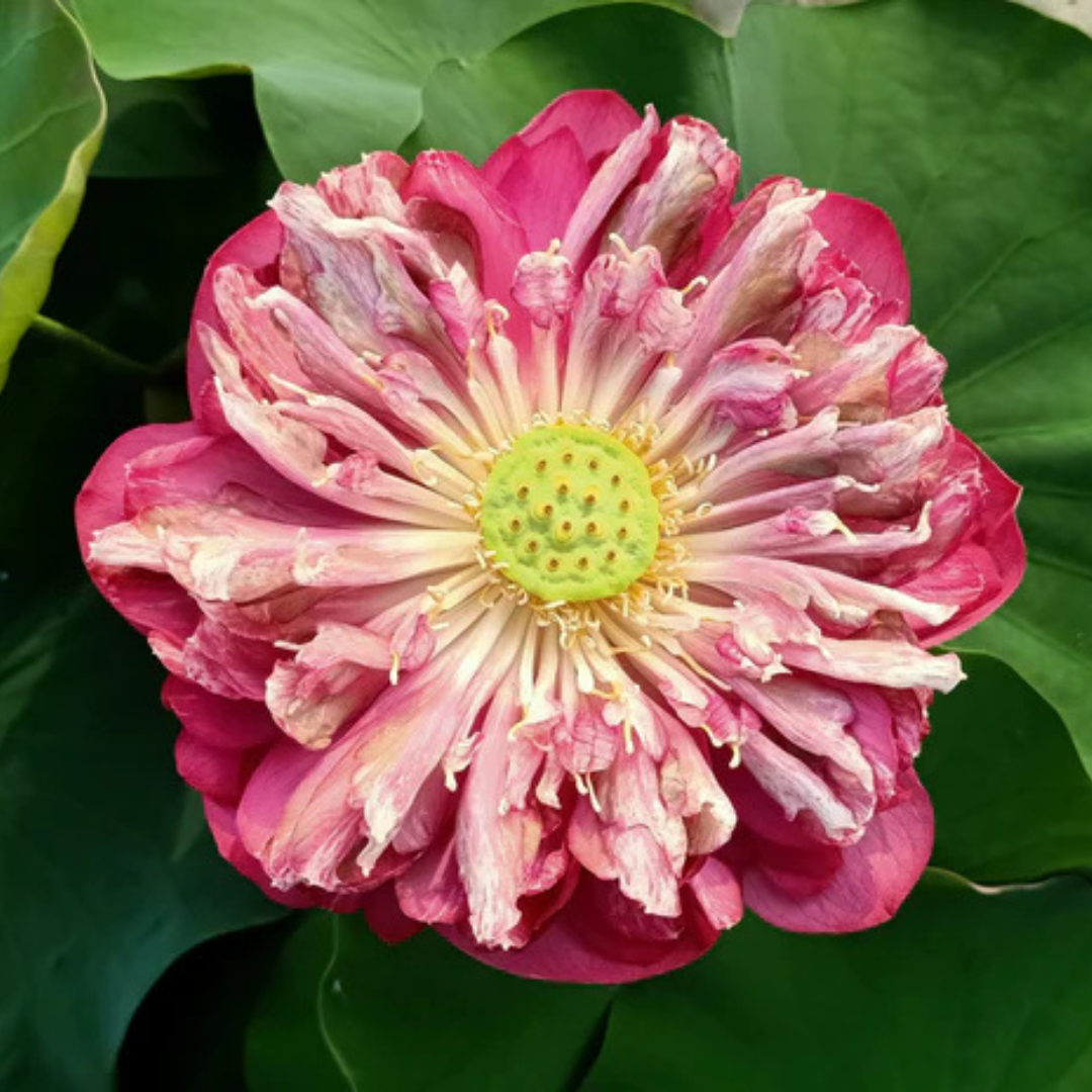 Bucha Lotus Tuber