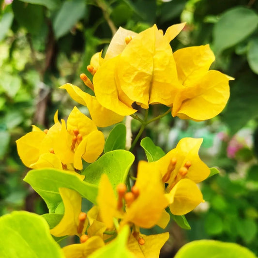 Flame Yellow Bougainvillea Plant