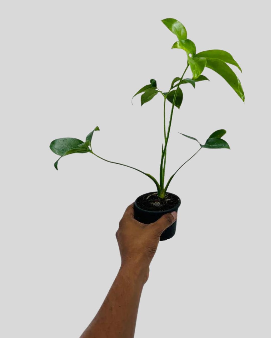 Philodendron Goeldii - plant store®
