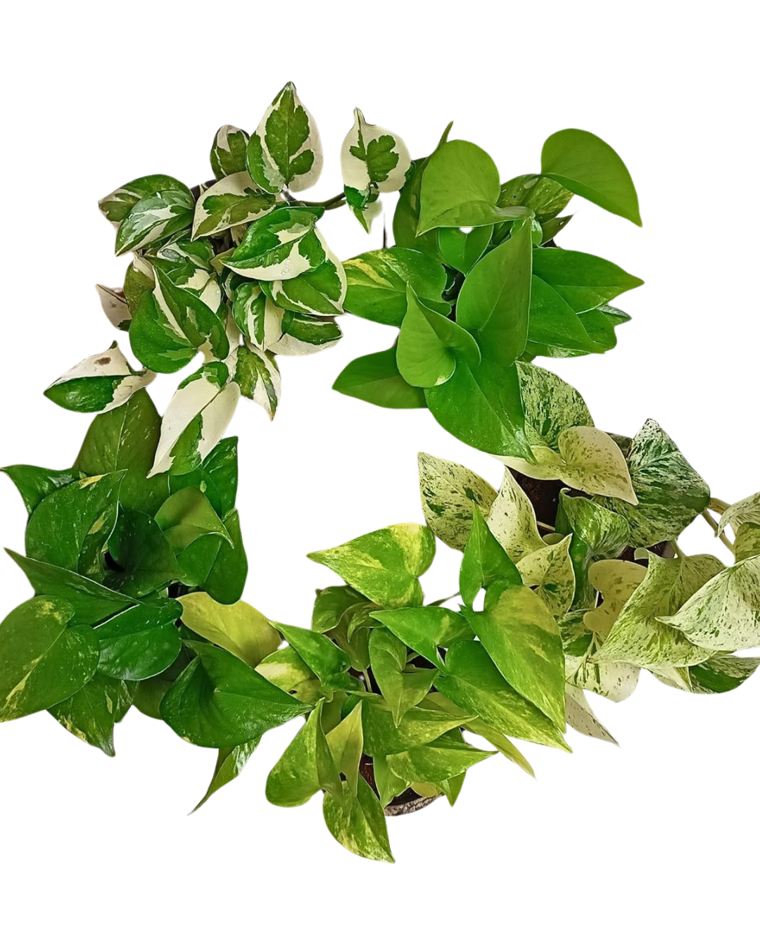 Harmony Bundle of 5 Money Plants with Pots (N'joy, Marble, Green, Green Variegated, Neon - set of 5) - plant store®