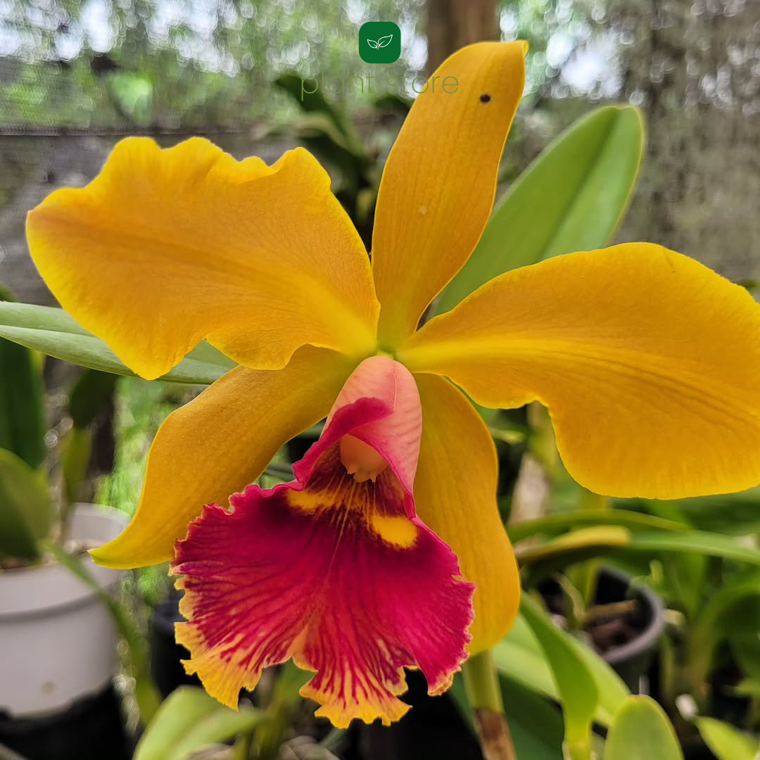 Cattleya Thi Thi Chanshai Gold (Seedling Size) - plant store®