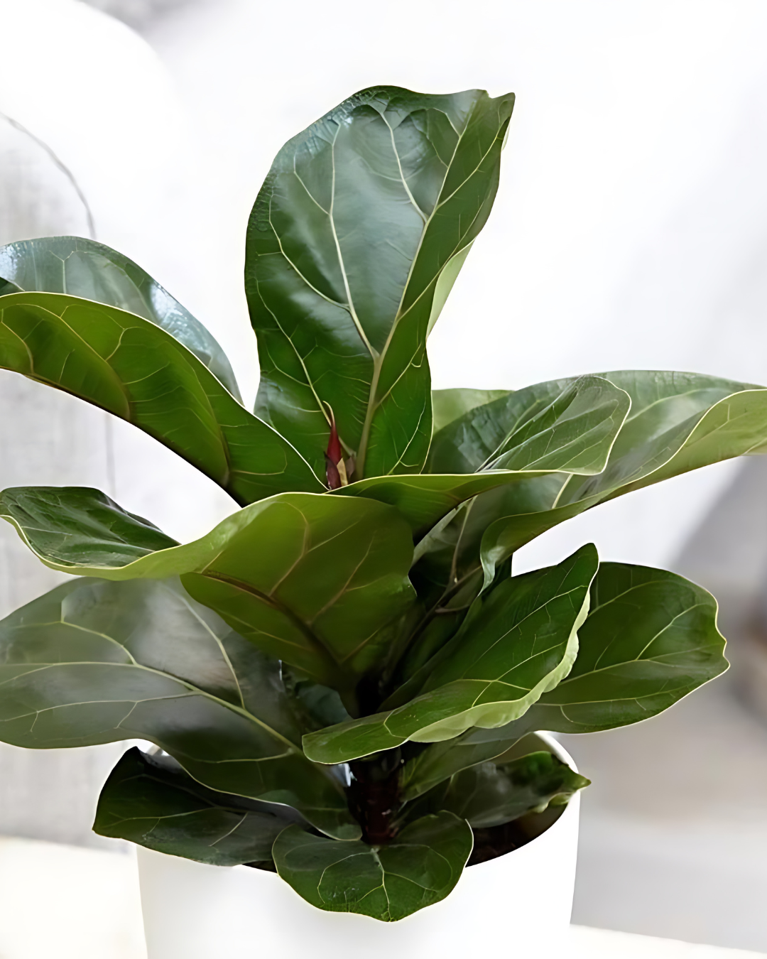 Fiddle Leaf or Ficus Lyrata - plant store®