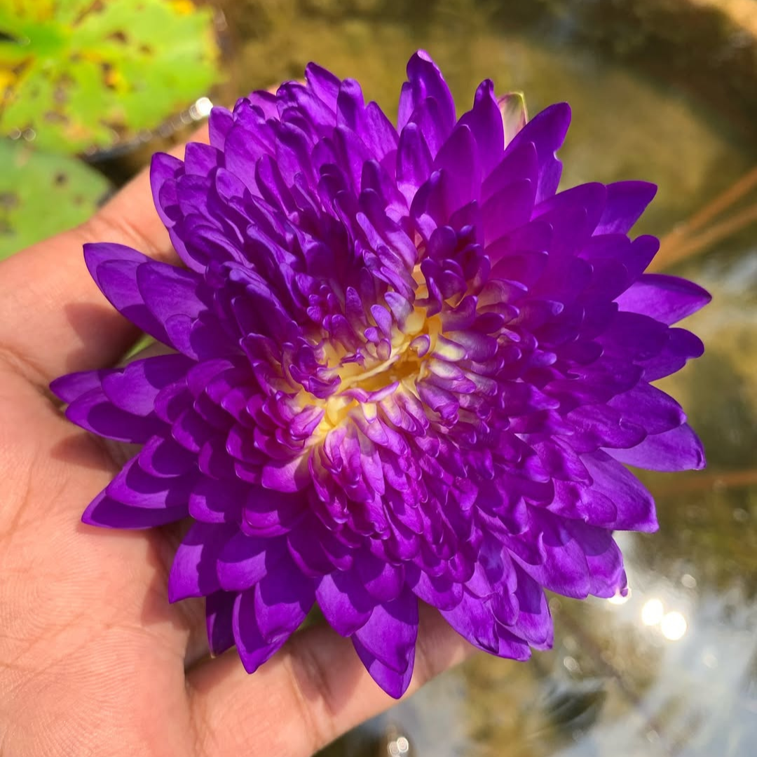Anchan 1 Tropical Waterlily