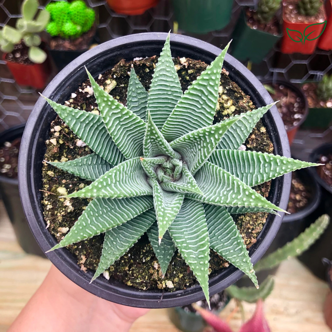 Haworthia Limifolia v. Striata (Bare Rooted) - plant store®