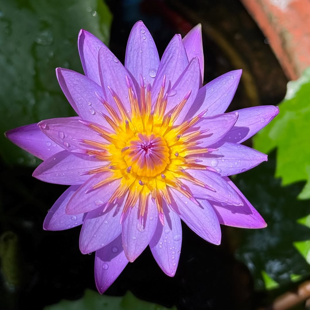 Ultra Violet Tropical Waterlily