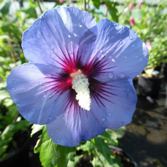 Blue (Lilac) Hibiscus (Rare Variety)