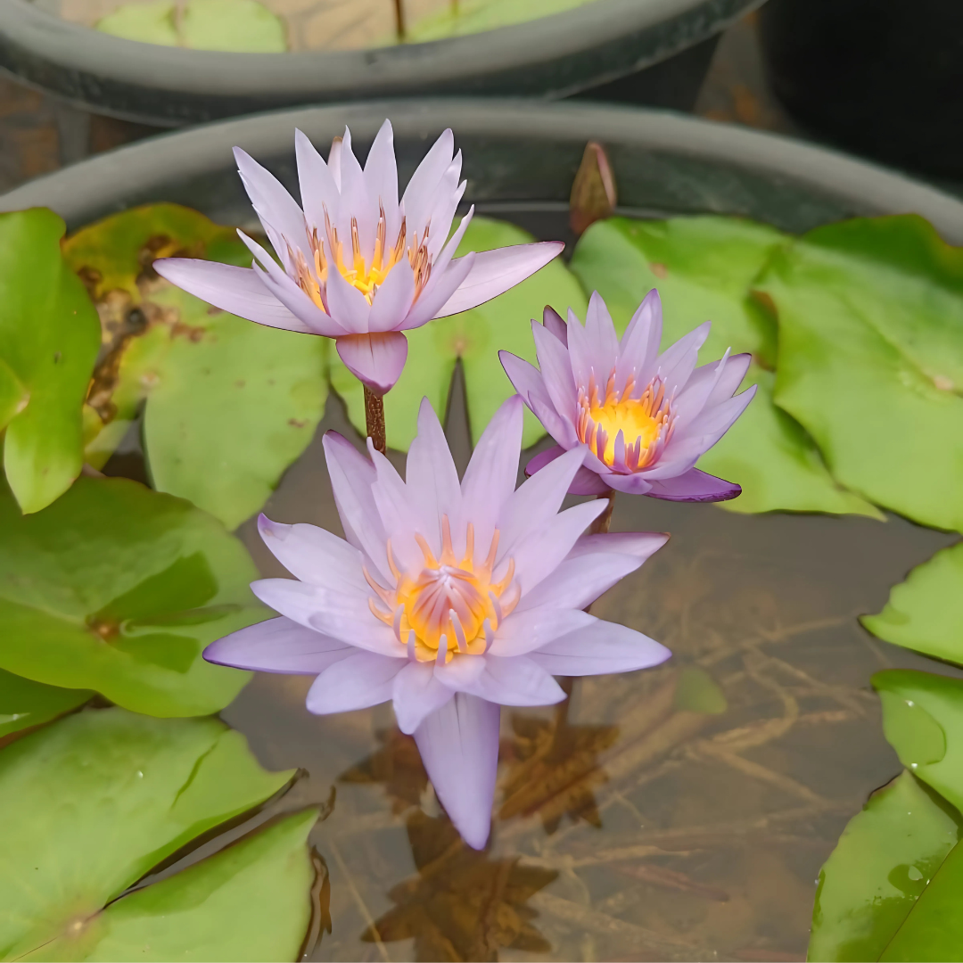 Micrantha Tropical Waterlily