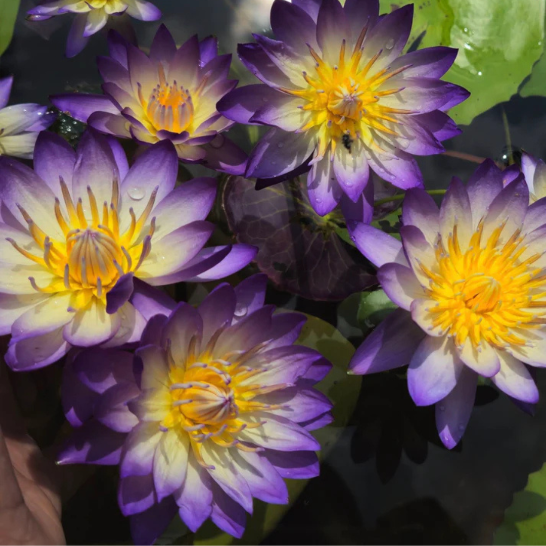 Ratsamee Chan Tropical Waterlily