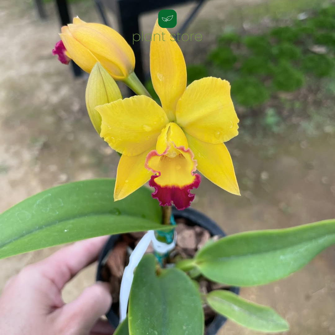 Cattleya Thi Thi Chanshai Gold (Seedling Size) - plant store®