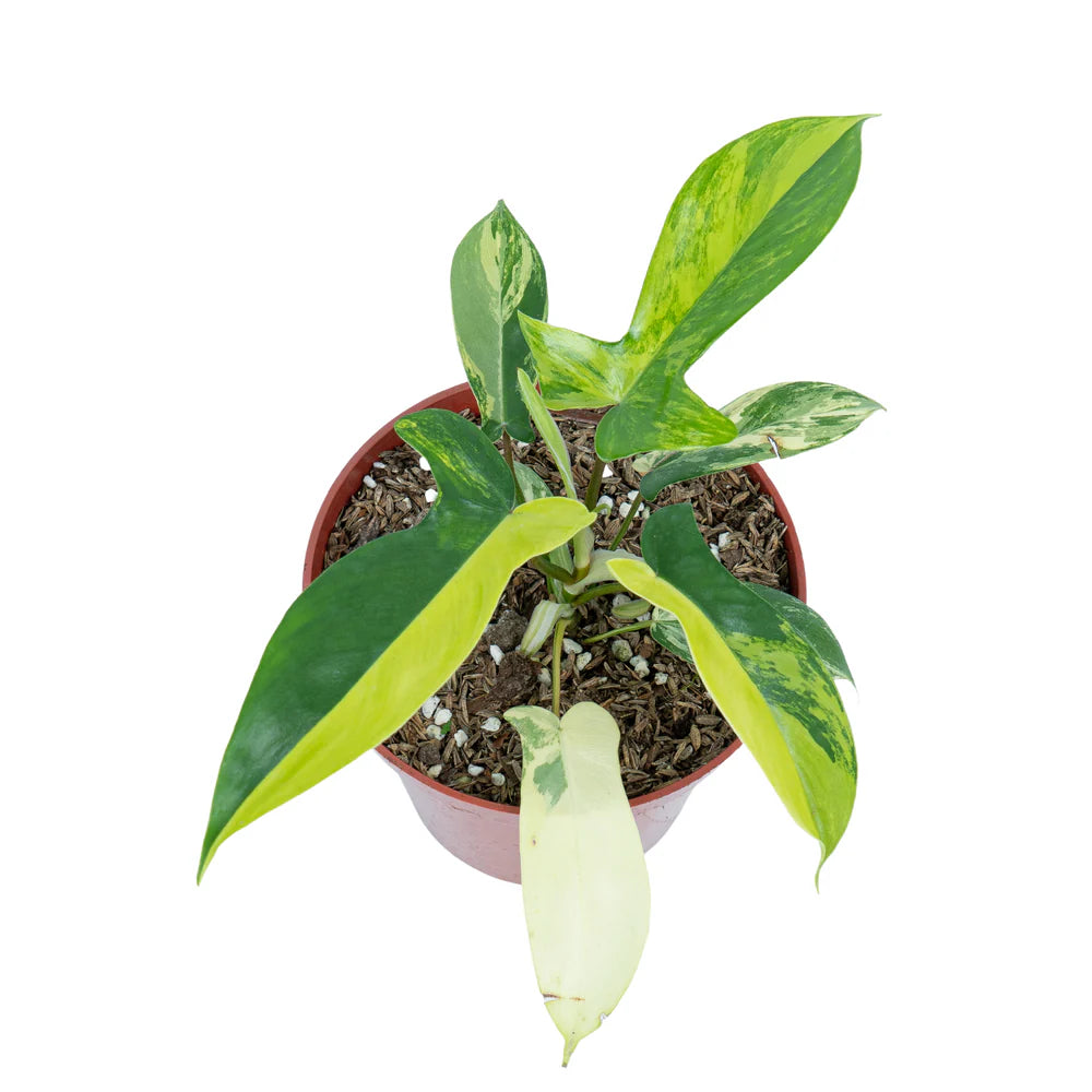 Philodendron Florida Beauty Variegated