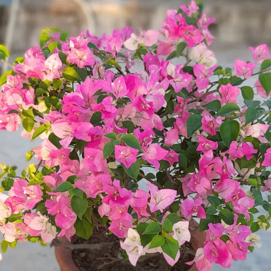 Thai delight Grafted Bougainvillea Plant