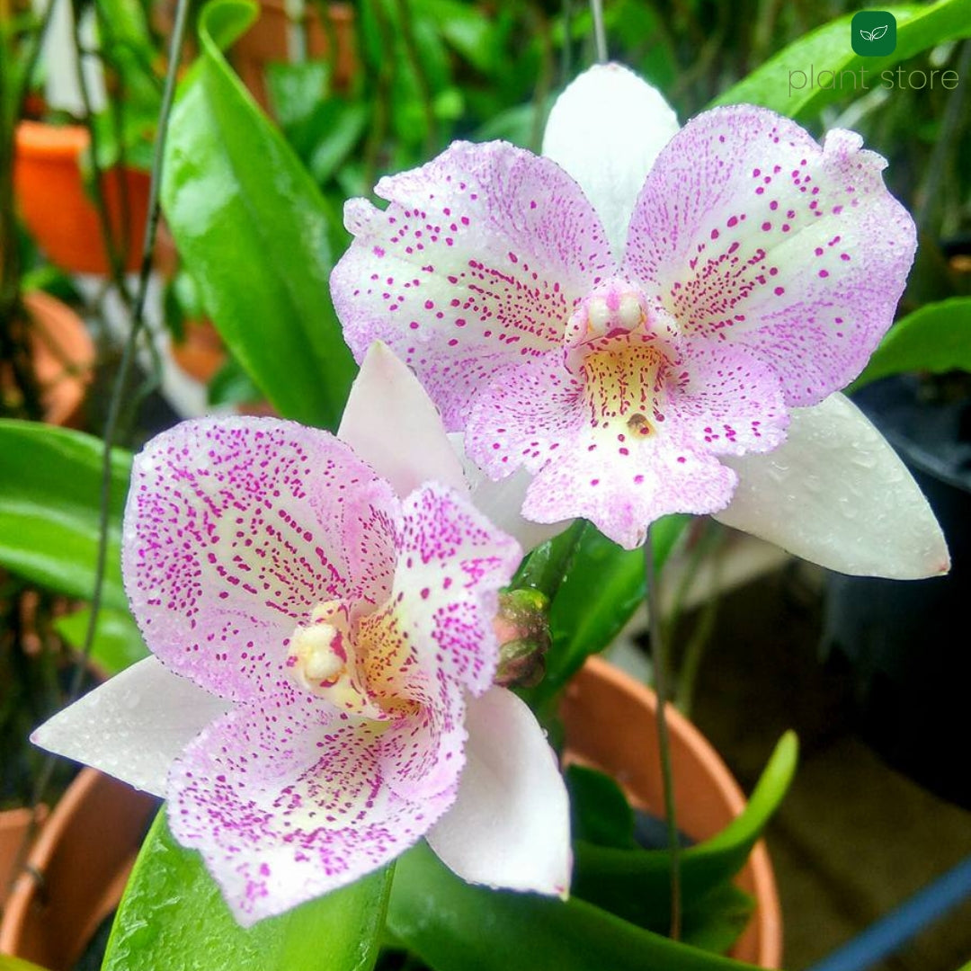 Cattleya Chantly Lace Hybrid Blooming Size - plant store®