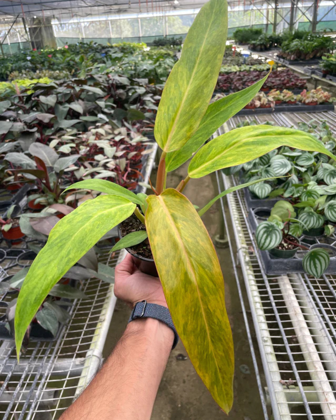 Philodendron Orange Marmalade Plant - plant store®