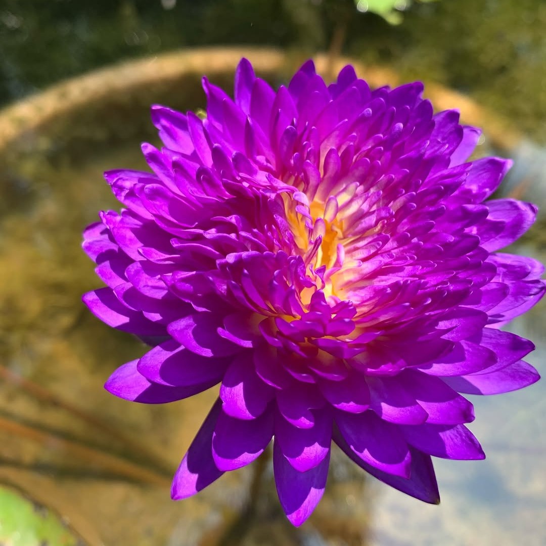 Anchan 1 Tropical Waterlily