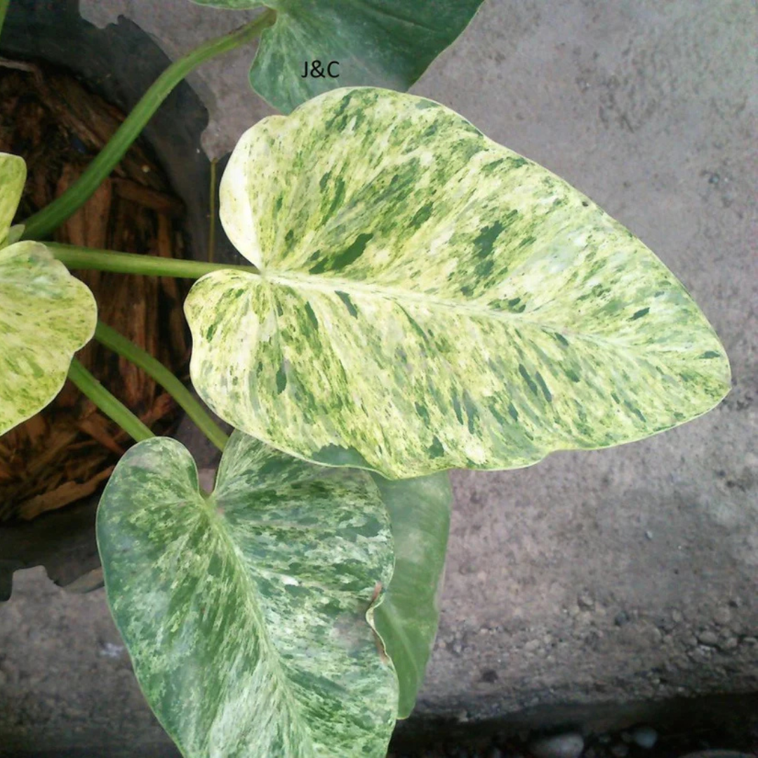 Philodendron Giganteum Blizzard