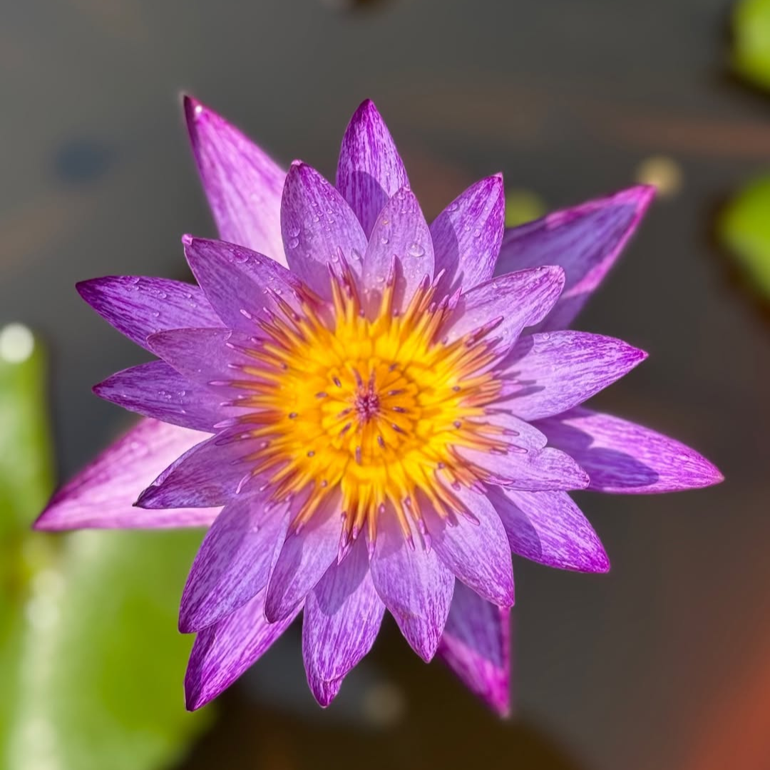 Ultra Violet Tropical Waterlily