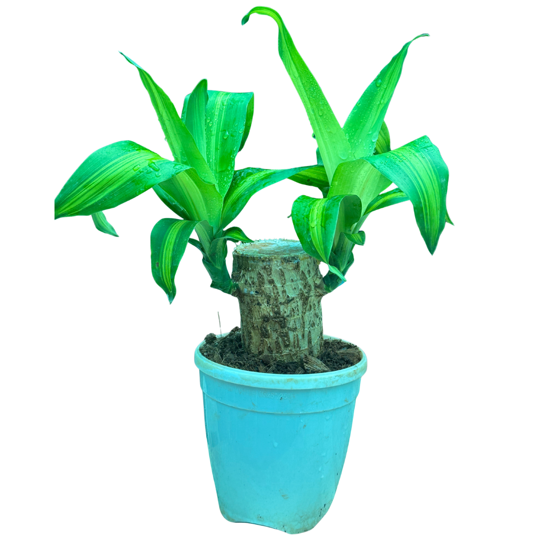 Brazilian Wood Plant - Bloomed