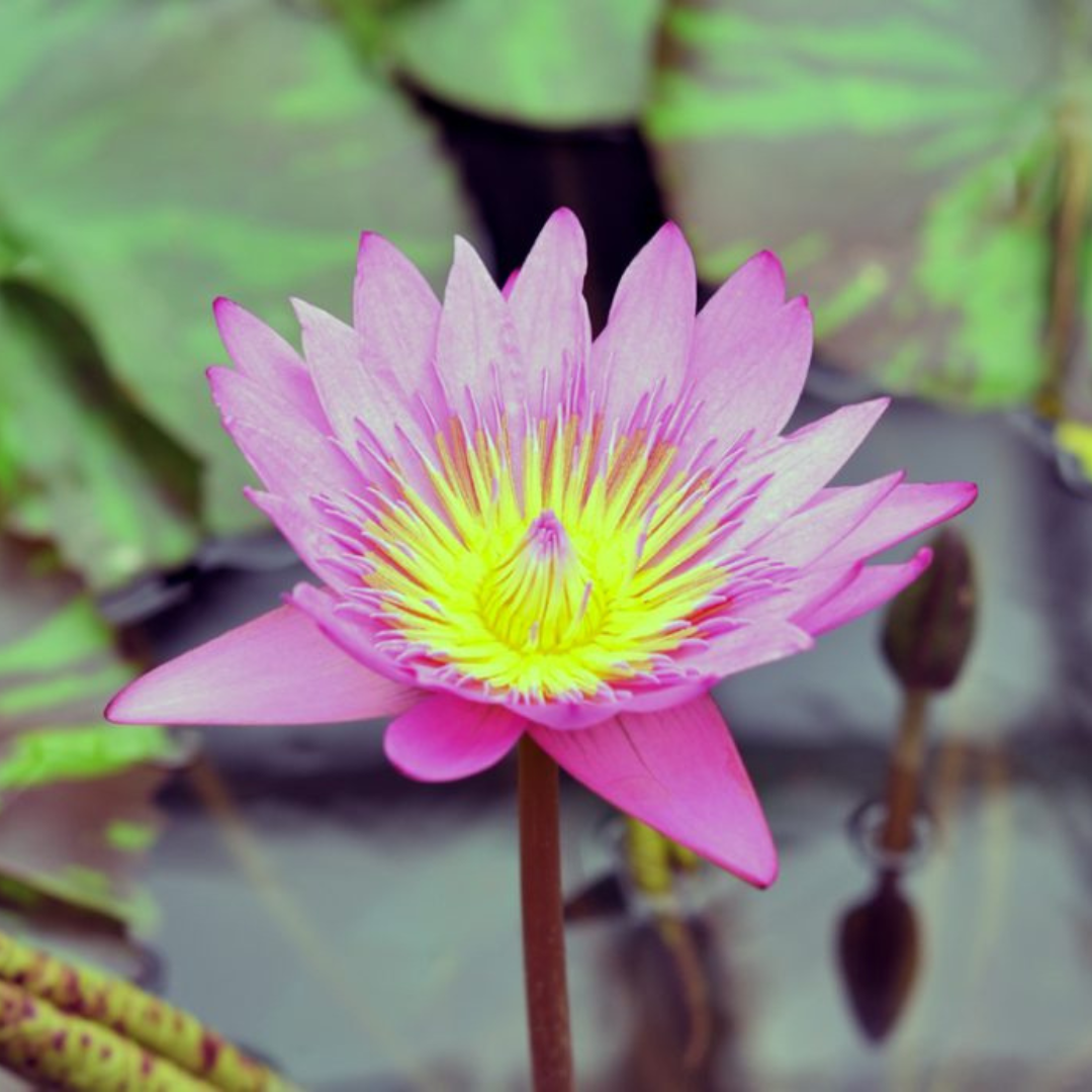 Queen of Siam Tropical Waterlily
