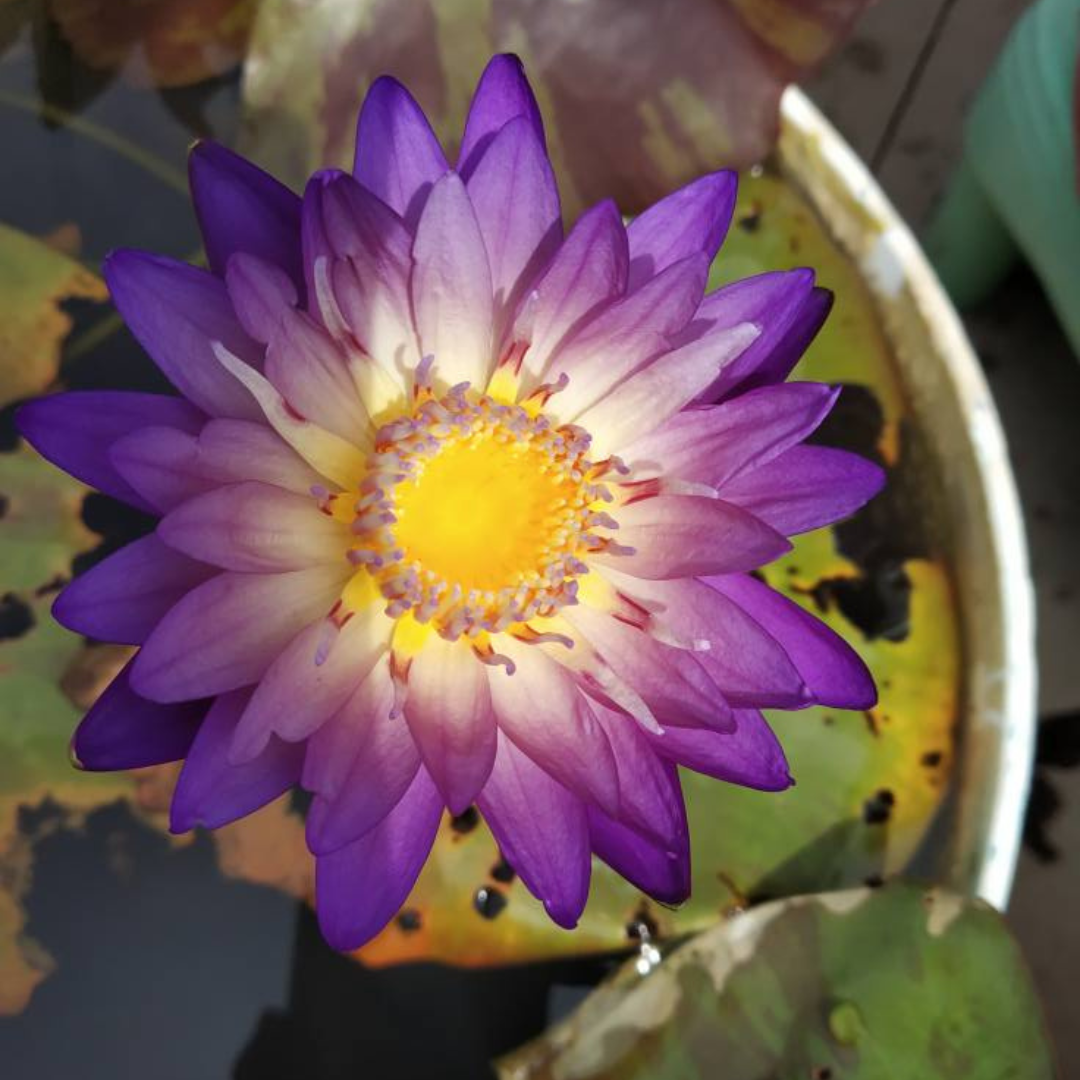 Nimitmai Tropical Waterlily