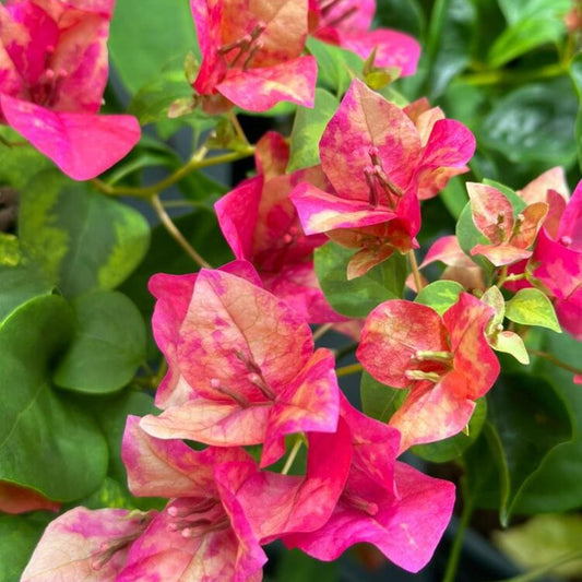 Red September Bougainvillea