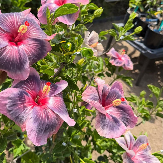 Tahitian Midnight Fire Hibiscus Plant