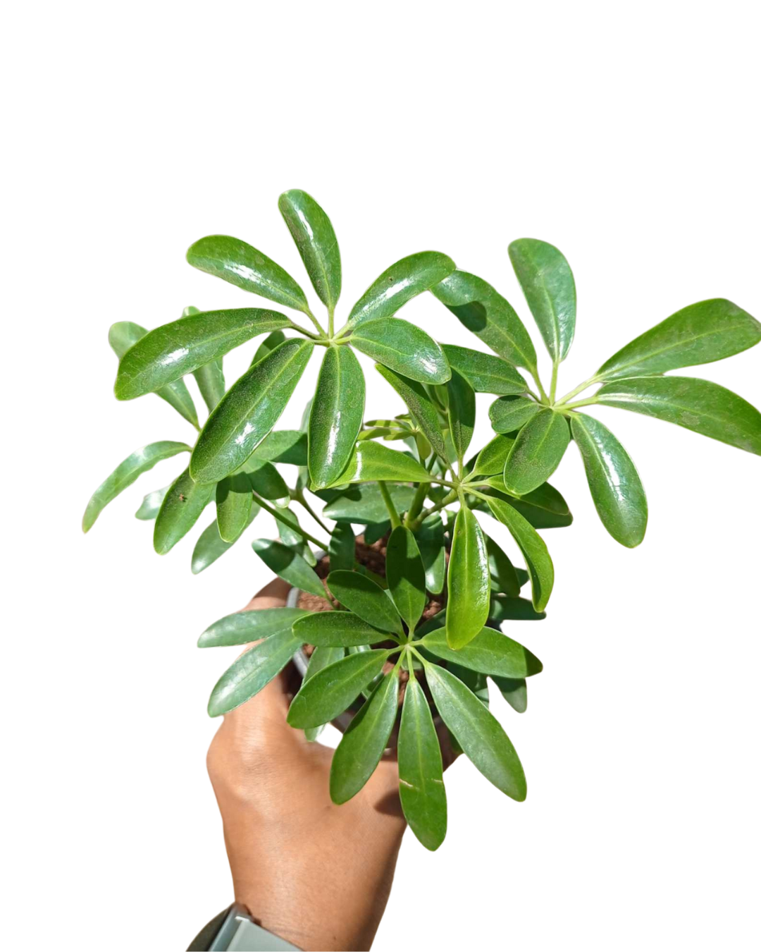Schefflera Green Plant with Pot - plant store®