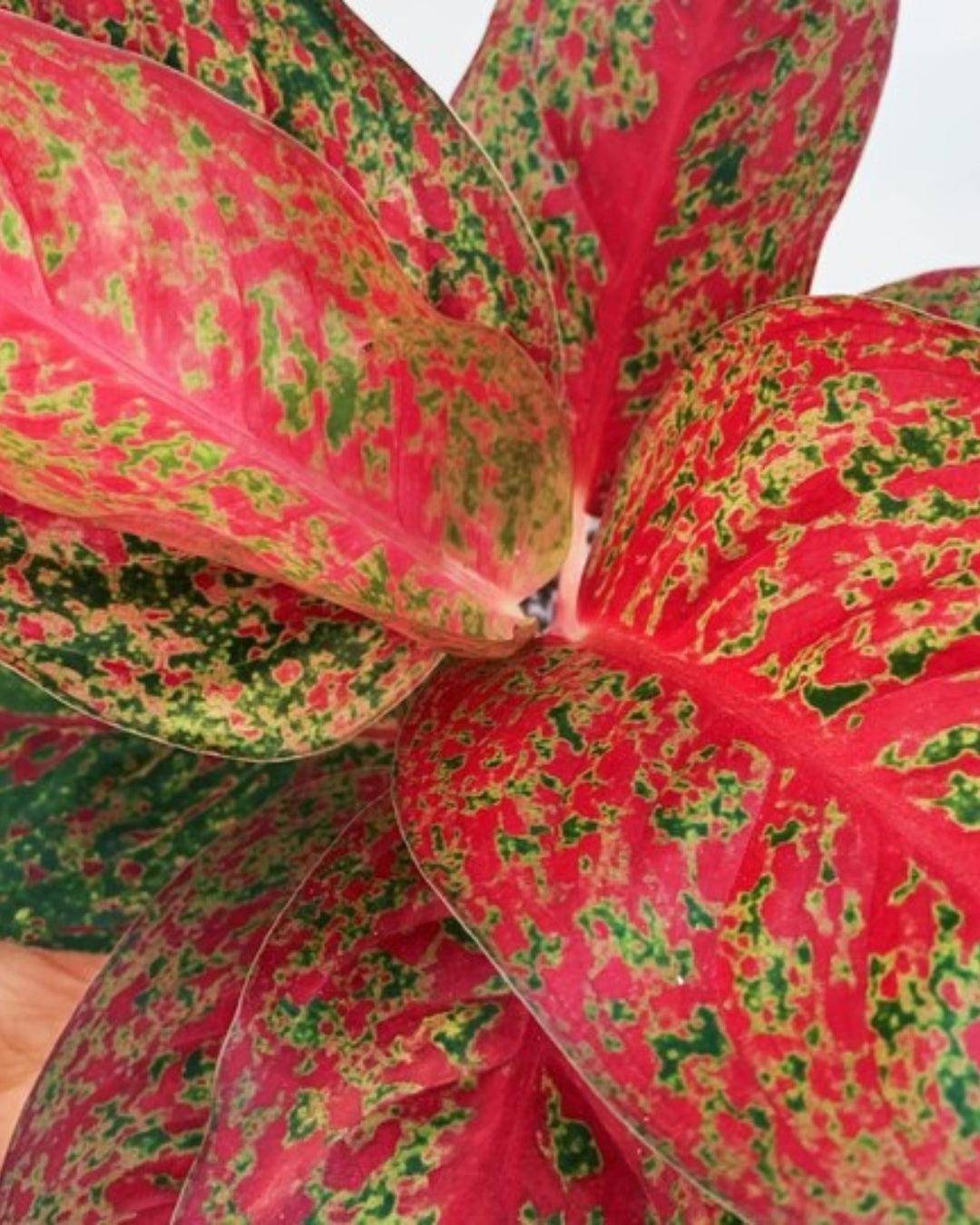 Aglaonema Red Stardust Rare Imported Variety Natural Live Plant - plant store®