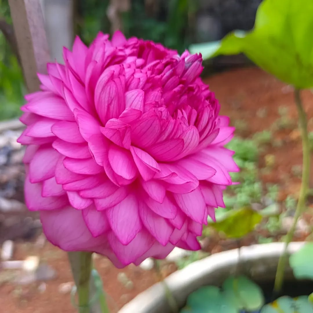 Thousands Petal Lotus Tuber