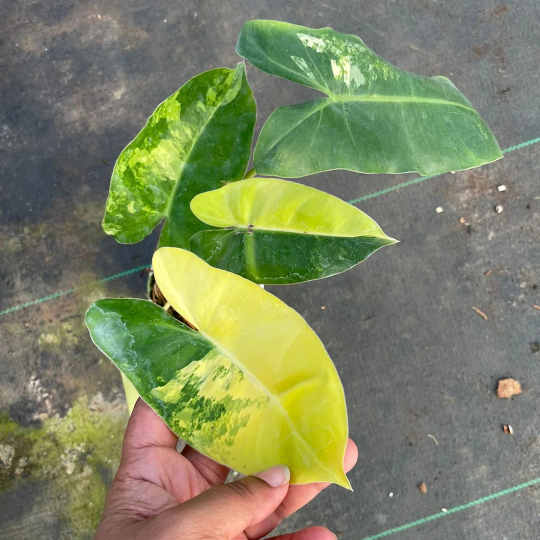 Philodendron Variegated Burle Marx