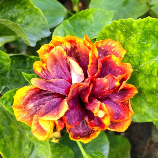 Wind Rose Ghost Axe Hibiscus Flower Plant